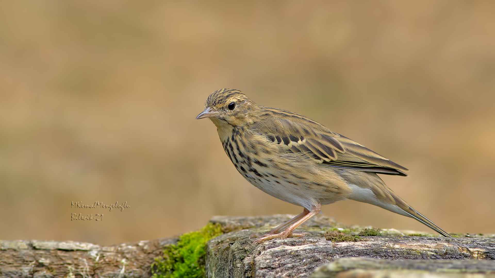 Tree Pipit